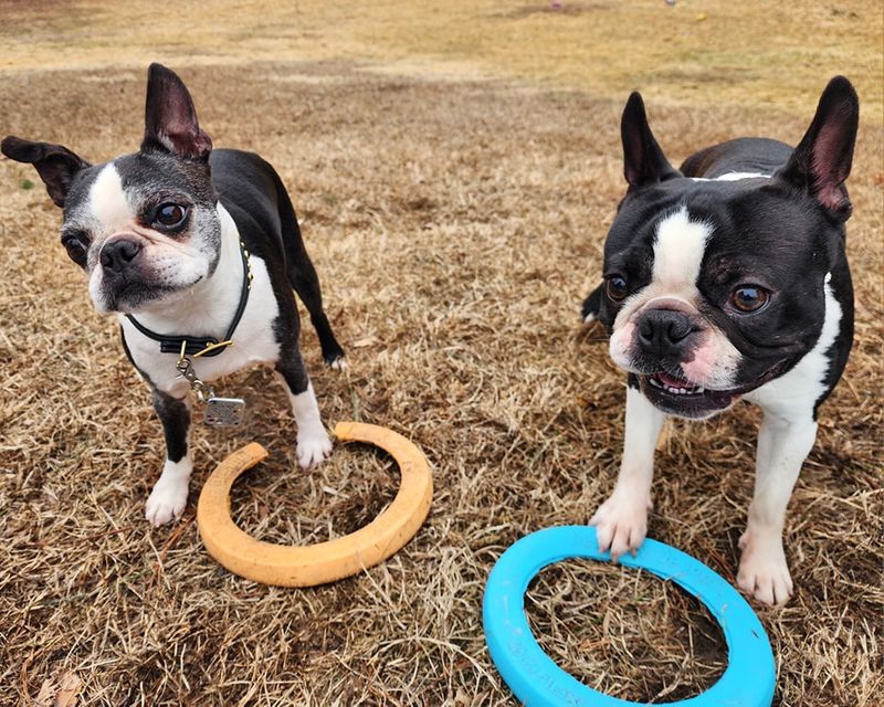Boston Terrier