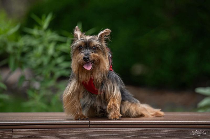Yorkshire Terrier