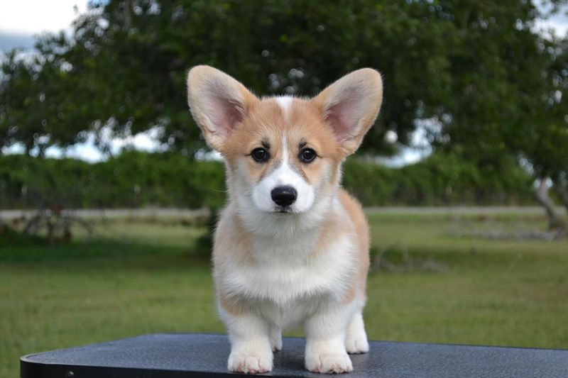 Pembroke Welsh Corgi