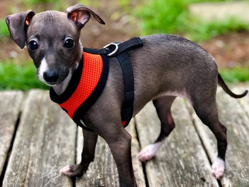 Italian Greyhound