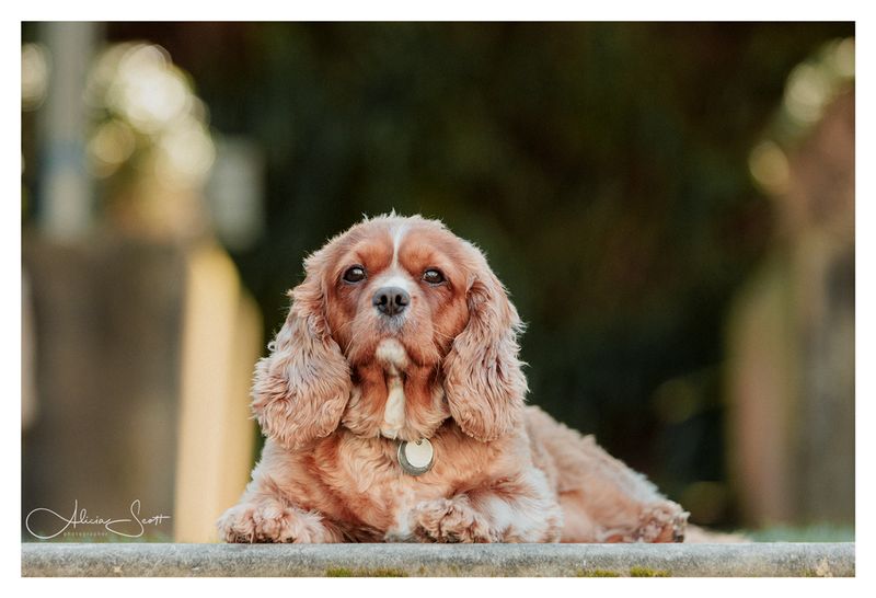 Cavalier King Charles Spaniel