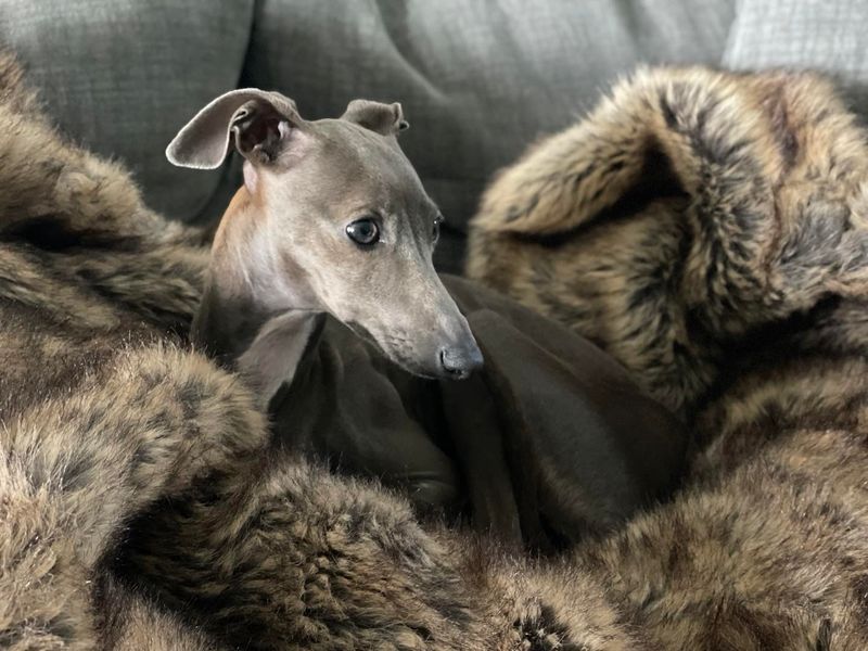 Italian Greyhound
