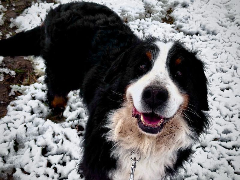Bernese Mountain Dog