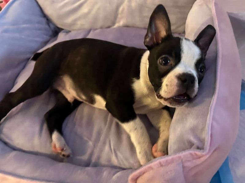 Boston Terrier