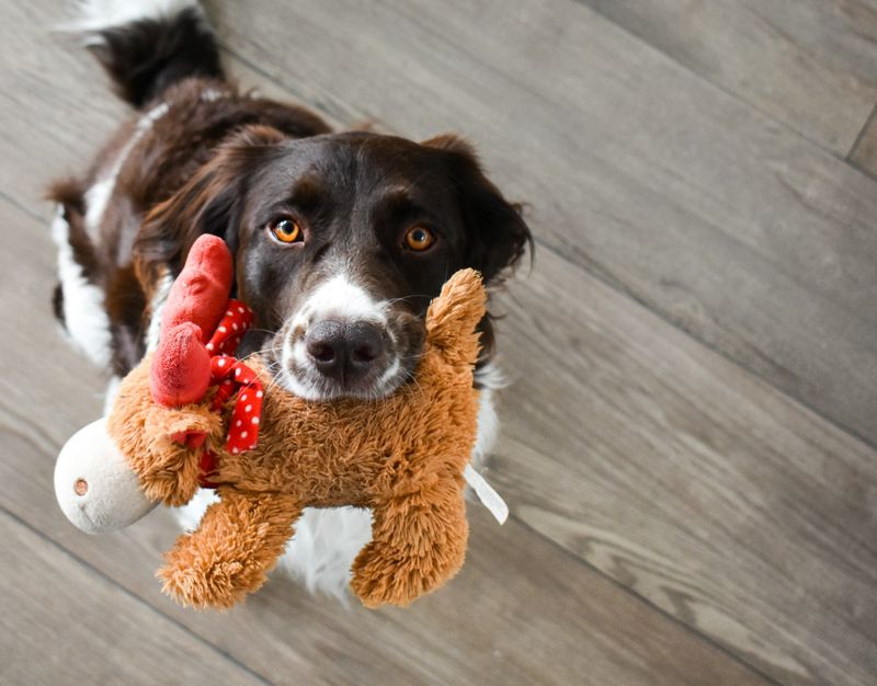 Rotate Toys Regularly