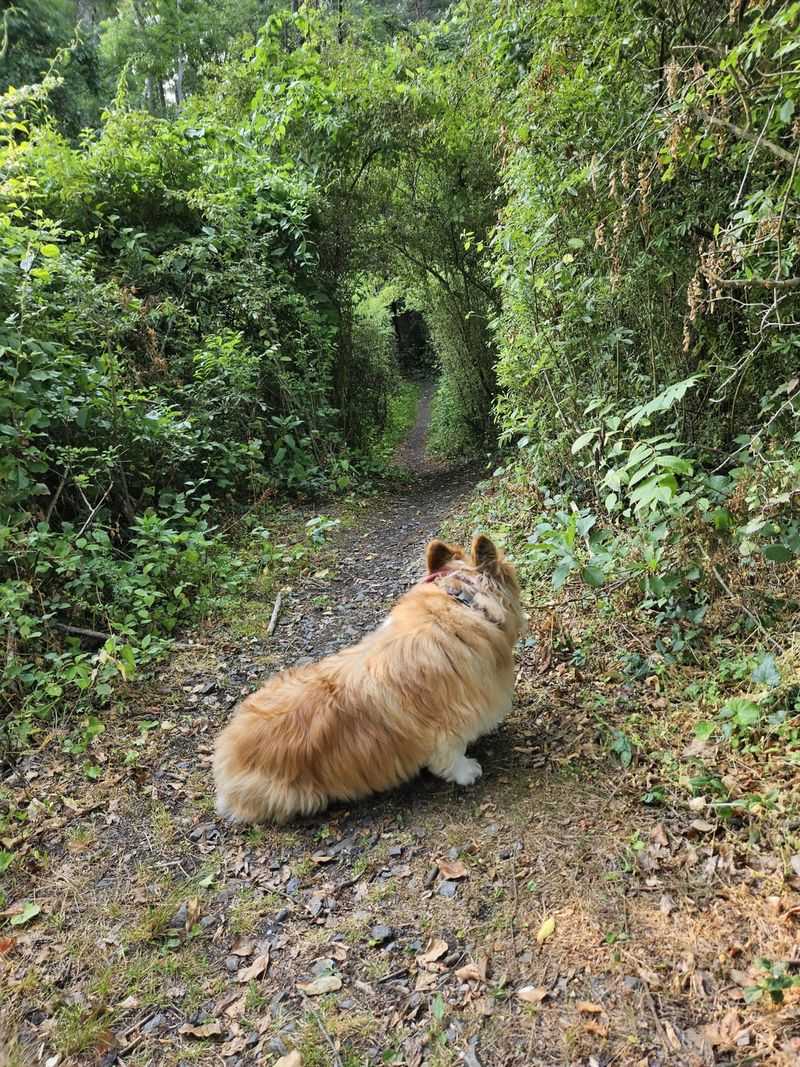 Woodland Whisper Trail