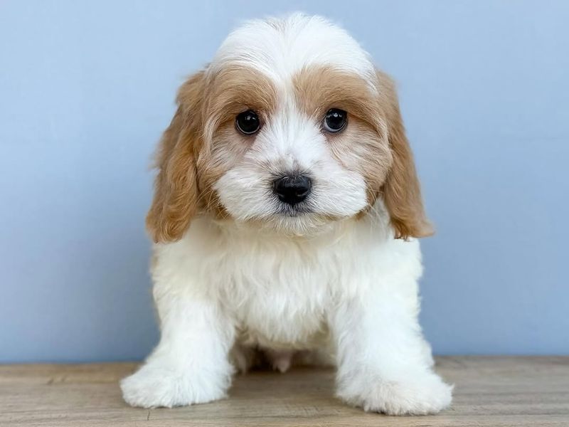 Cavachon