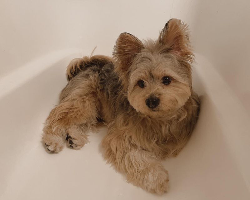 Yorkipom