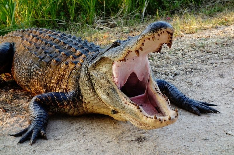 Alligators