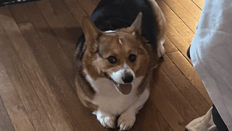 The Disappearing Treat Trick