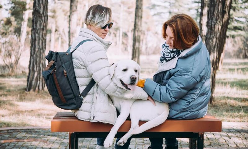 Myth 2: Senior Dogs Don’t Need Exercise
