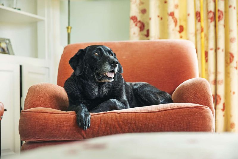 Myth 11: Senior Dogs Can't Adapt to Change