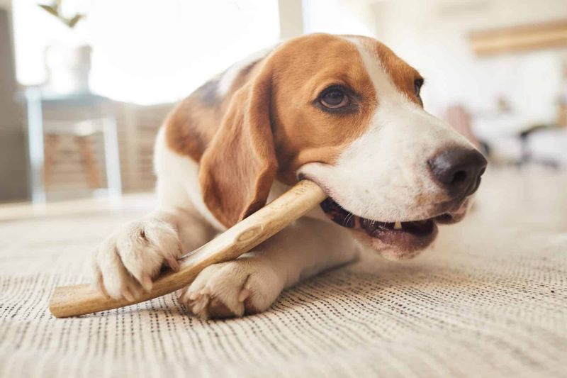 Myth 12: Senior Dogs Outgrow Chew Toys