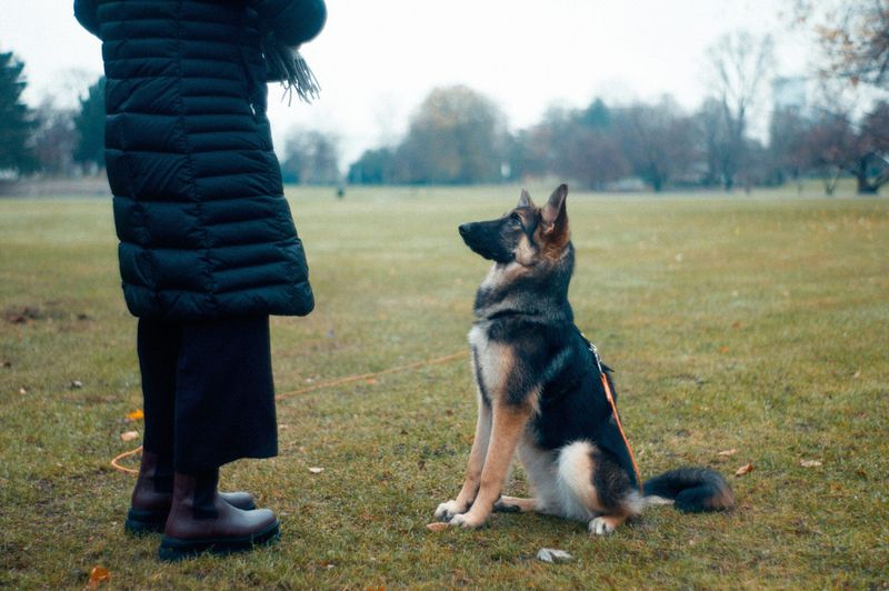 Myth 13: Senior Dogs Shouldn't Be Trained