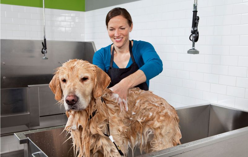 Myth 14: Senior Dogs Don’t Need Grooming