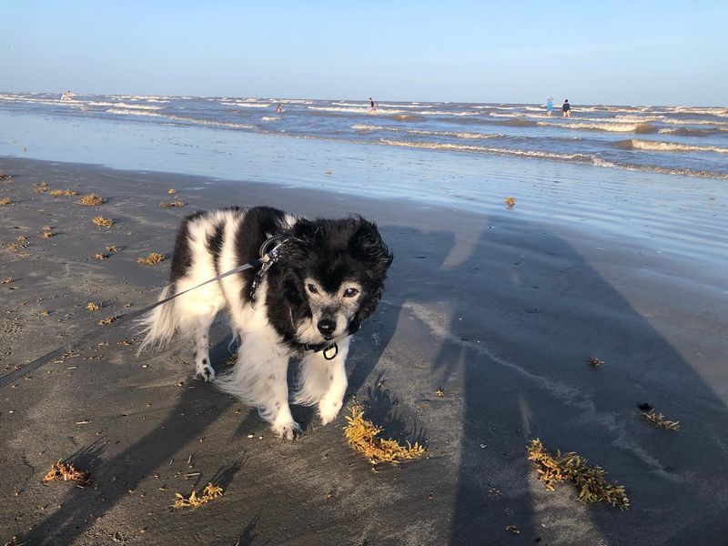 Myth 15: Senior Dogs Are Too Old for New Experiences