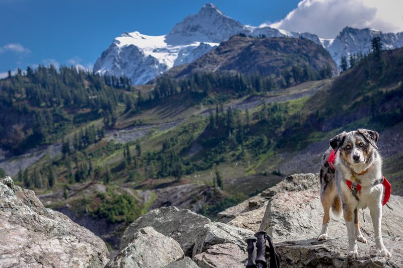 Myth 16: Senior Dogs Lose Their Sense of Adventure