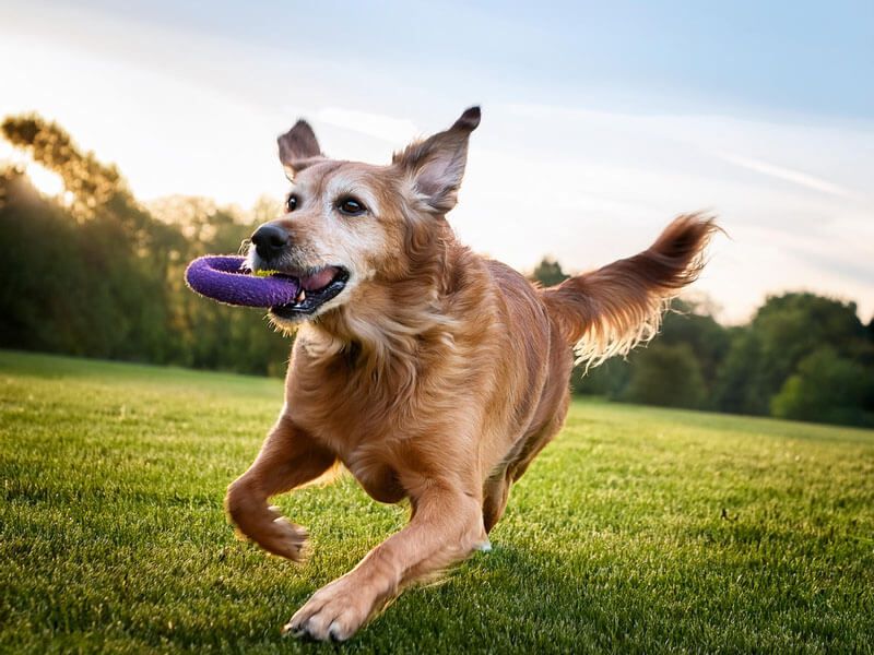 Myth 3: Senior Dogs Aren’t Playful
