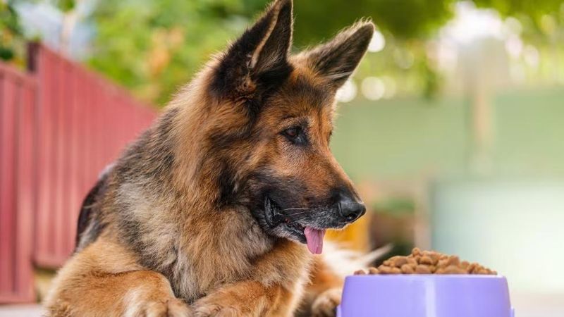 Myth 4: Senior Dogs Should Eat Less