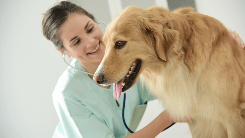 Myth 5: All Senior Dogs Have Health Issues