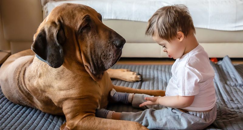 Myth 6: Senior Dogs Are Grumpy