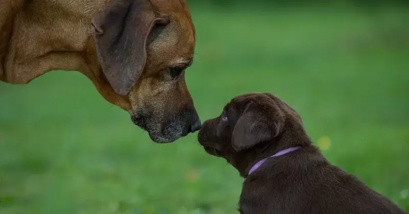 Myth 7: Senior Dogs Can’t Form New Bonds
