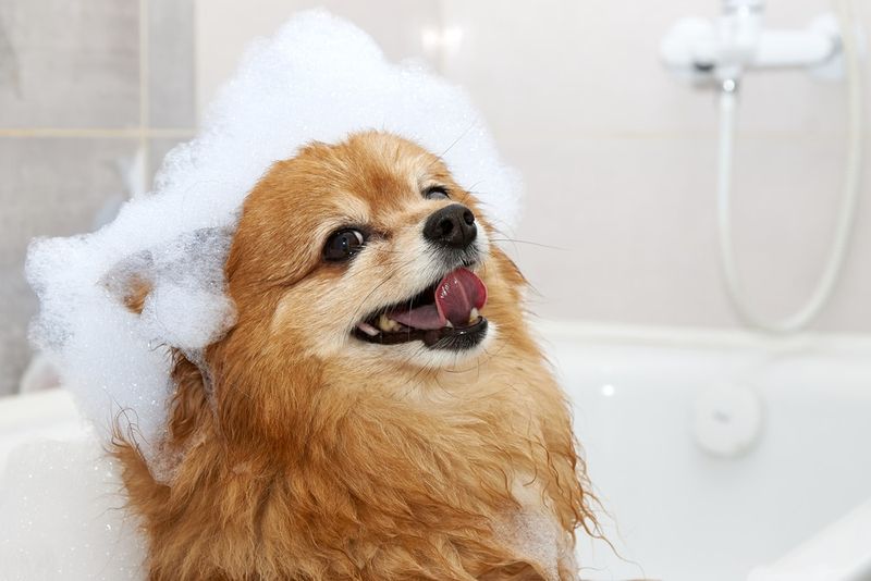 Myth 9: Senior Dogs Don't Enjoy Bath Time