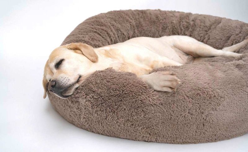 Calming Beds