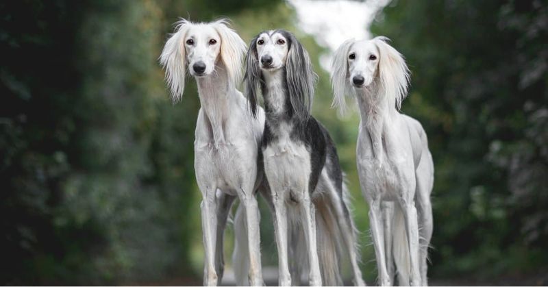 Saluki