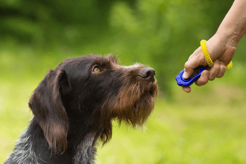Clicker Training
