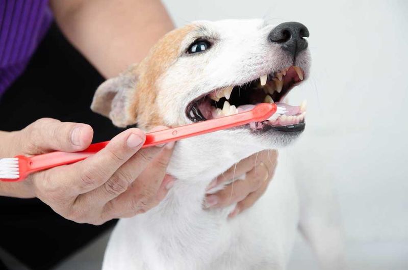 Ignoring Dental Hygiene