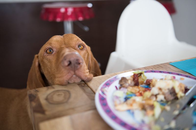 Feeding Table Scraps