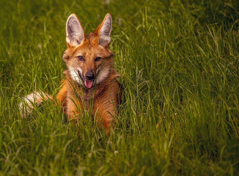 Maned Wolf