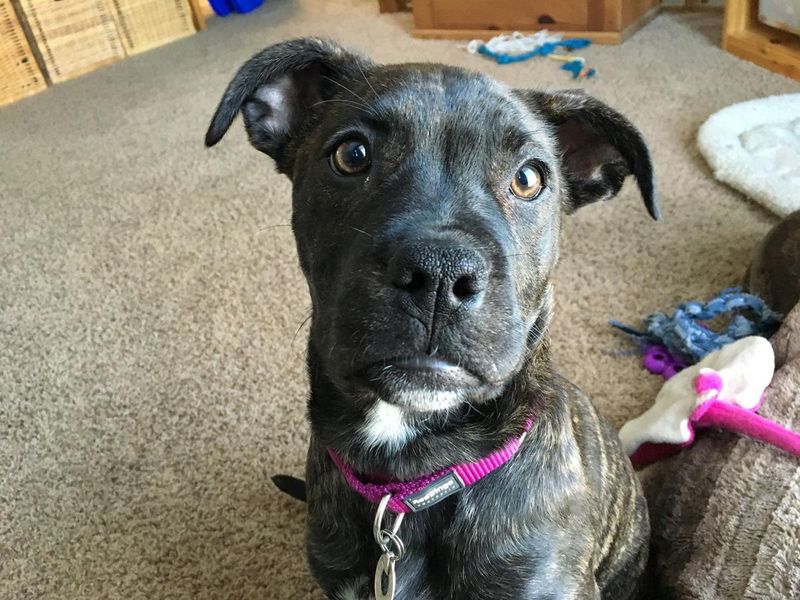 Molly, the Pit Bull Advocate