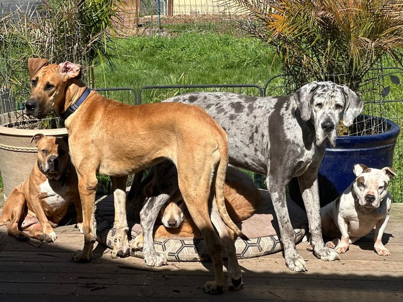 Great Dane