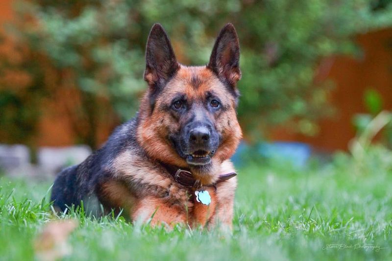 German Shepherd
