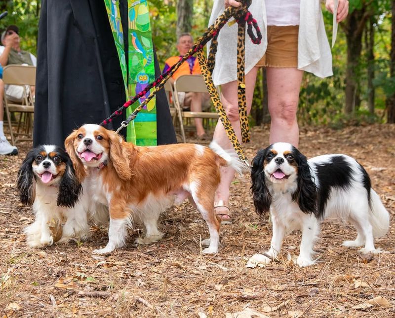 Cavalier King Charles Spaniel