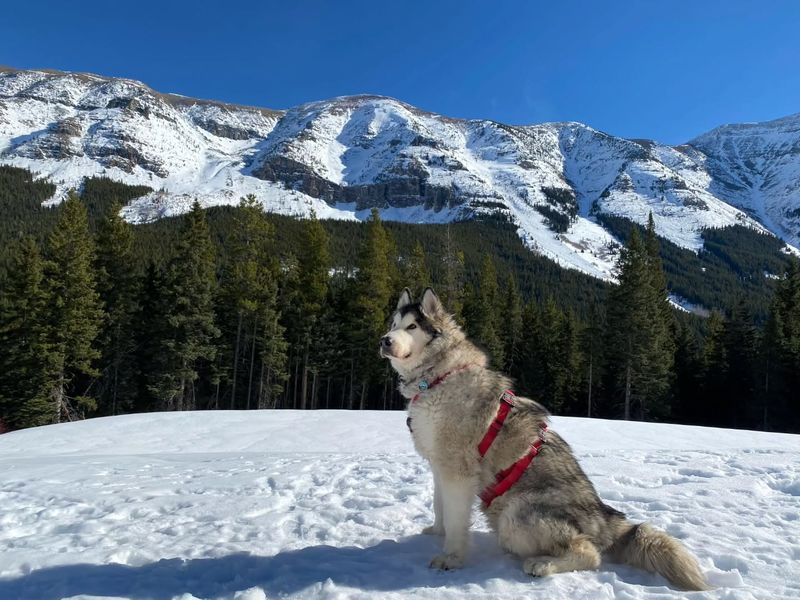 Alaskan Malamute