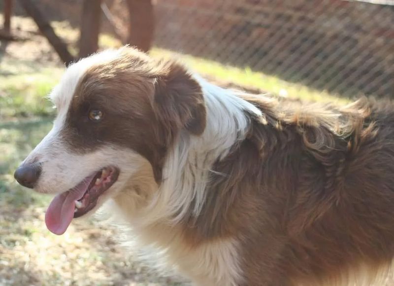 Collie