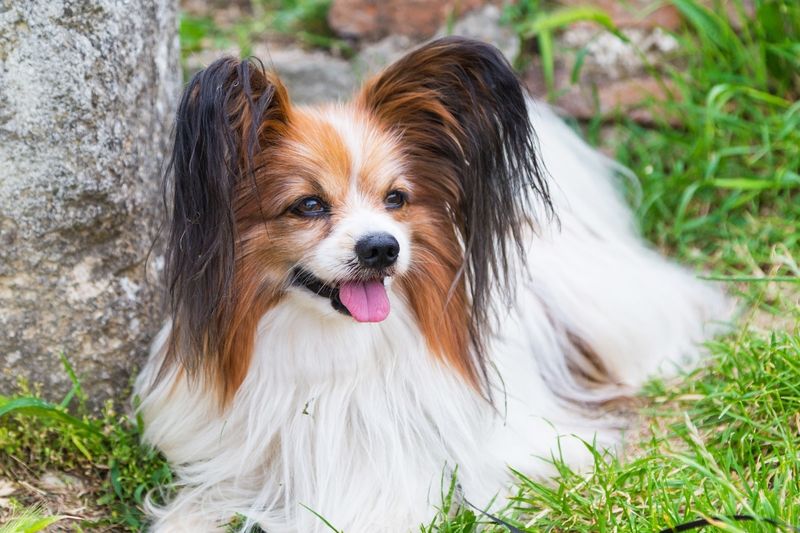 Papillon