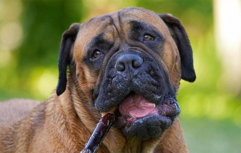 Bullmastiff