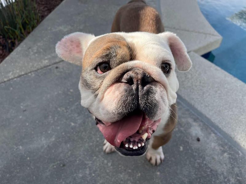 Bulldog