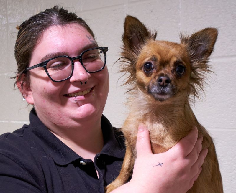 Chihuahua