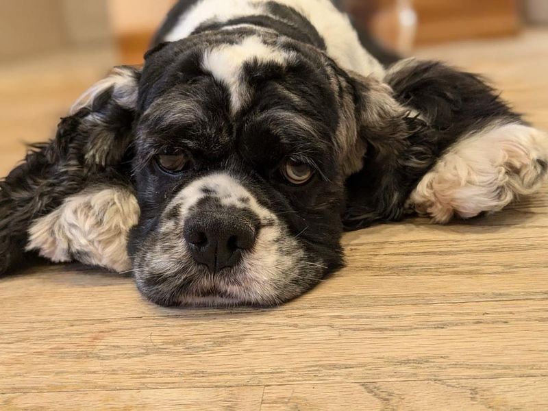 Cocker Spaniel