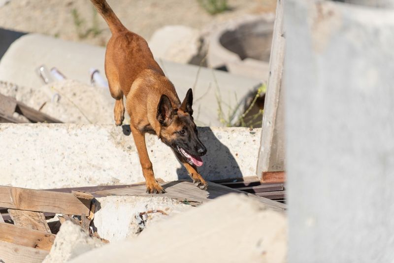 Belgian Malinois