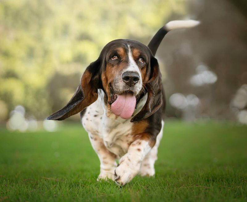 Basset Hound