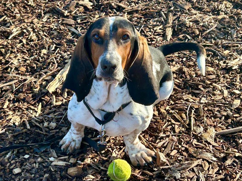 Basset Hound