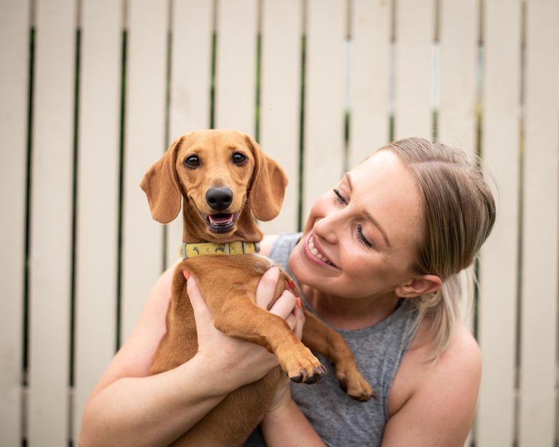 Dachshund