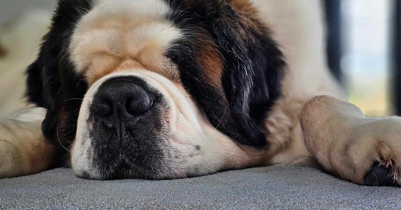 Saint Bernard