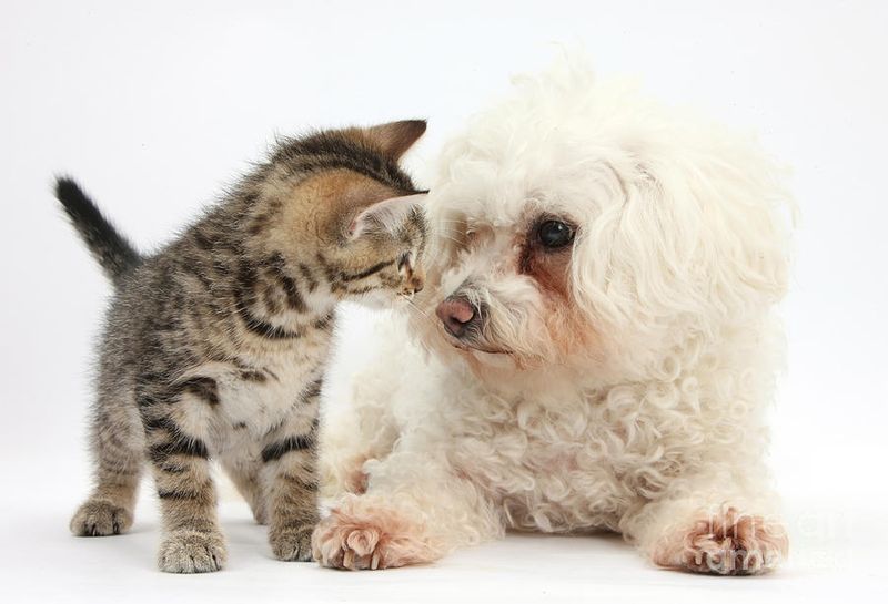 Bichon Frise